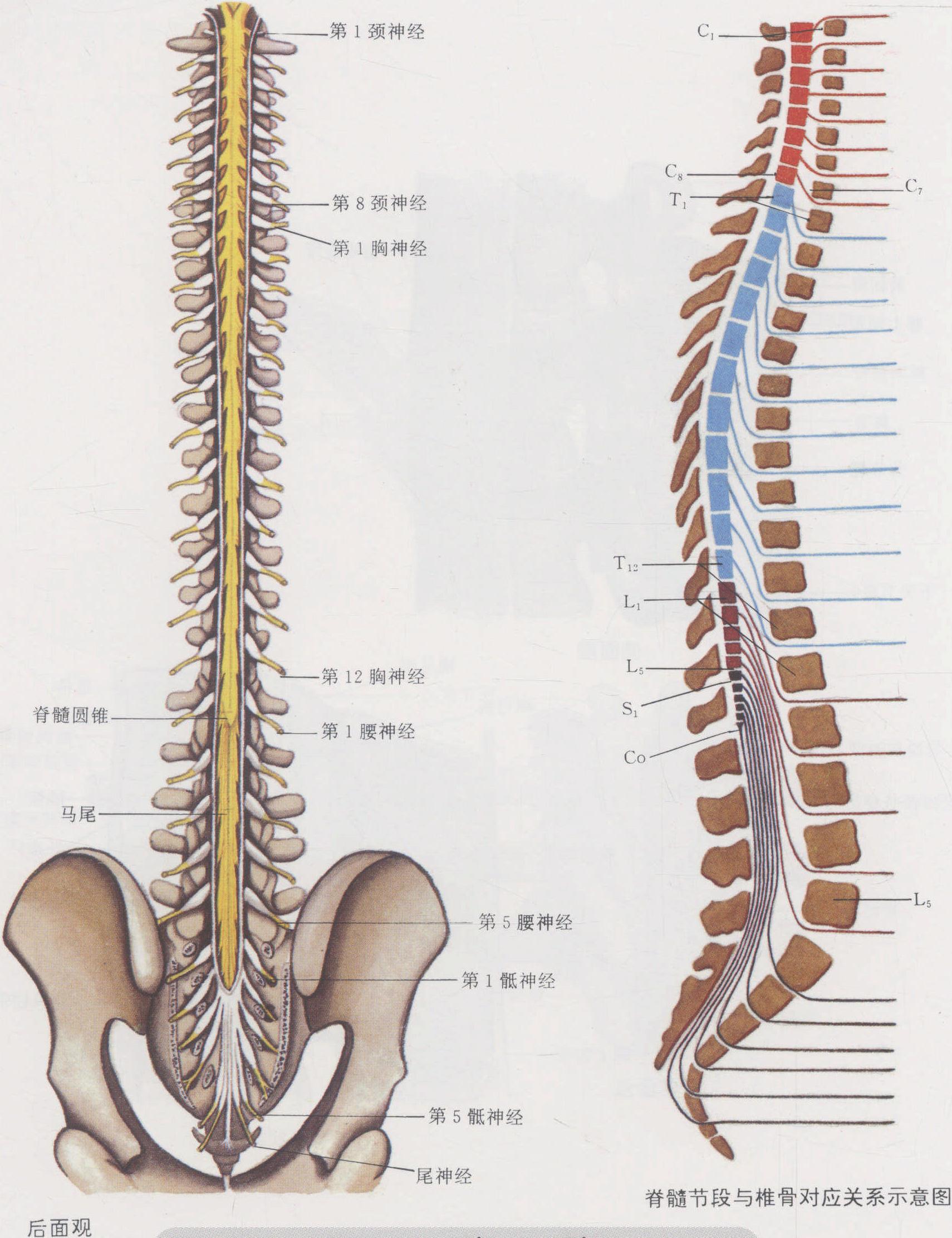 图4-13 脊髓